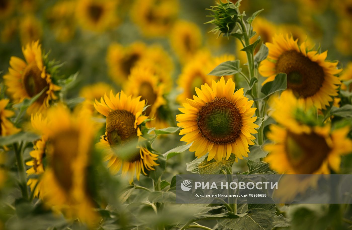 Цветение подсолнечника в Крыму