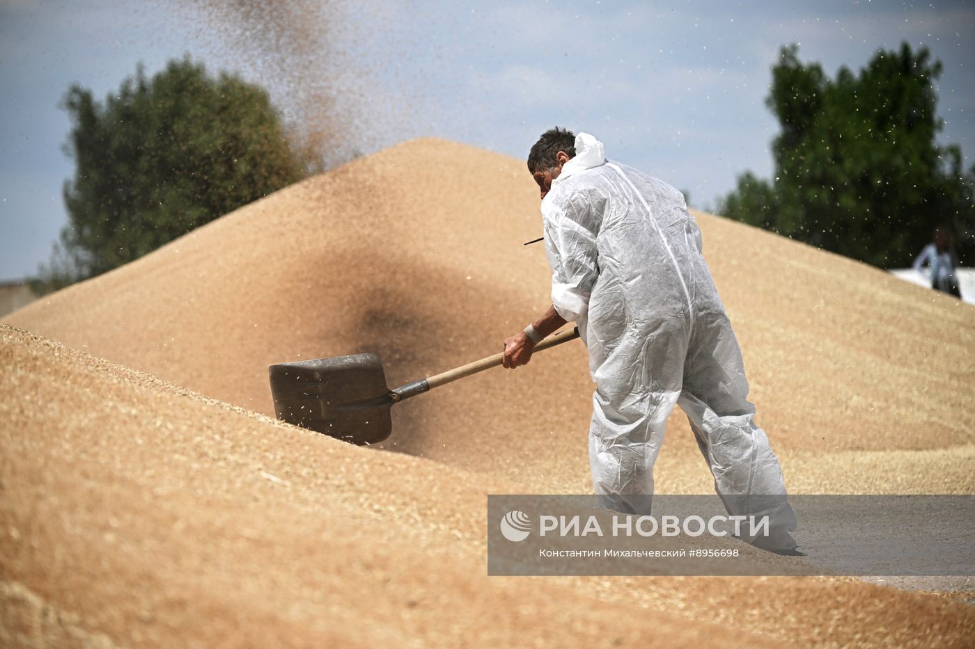 Уборка урожая пшеницы в Крыму