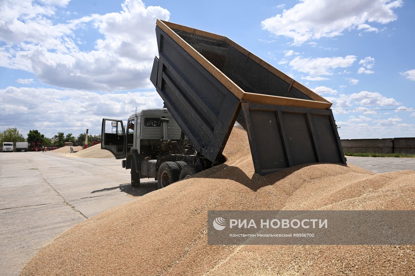 Уборка урожая пшеницы в Крыму