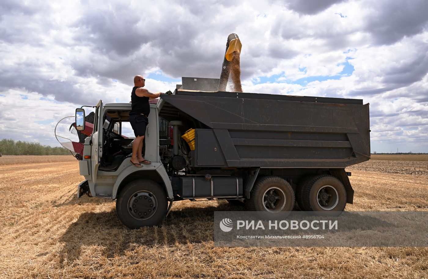 Уборка урожая пшеницы в Крыму