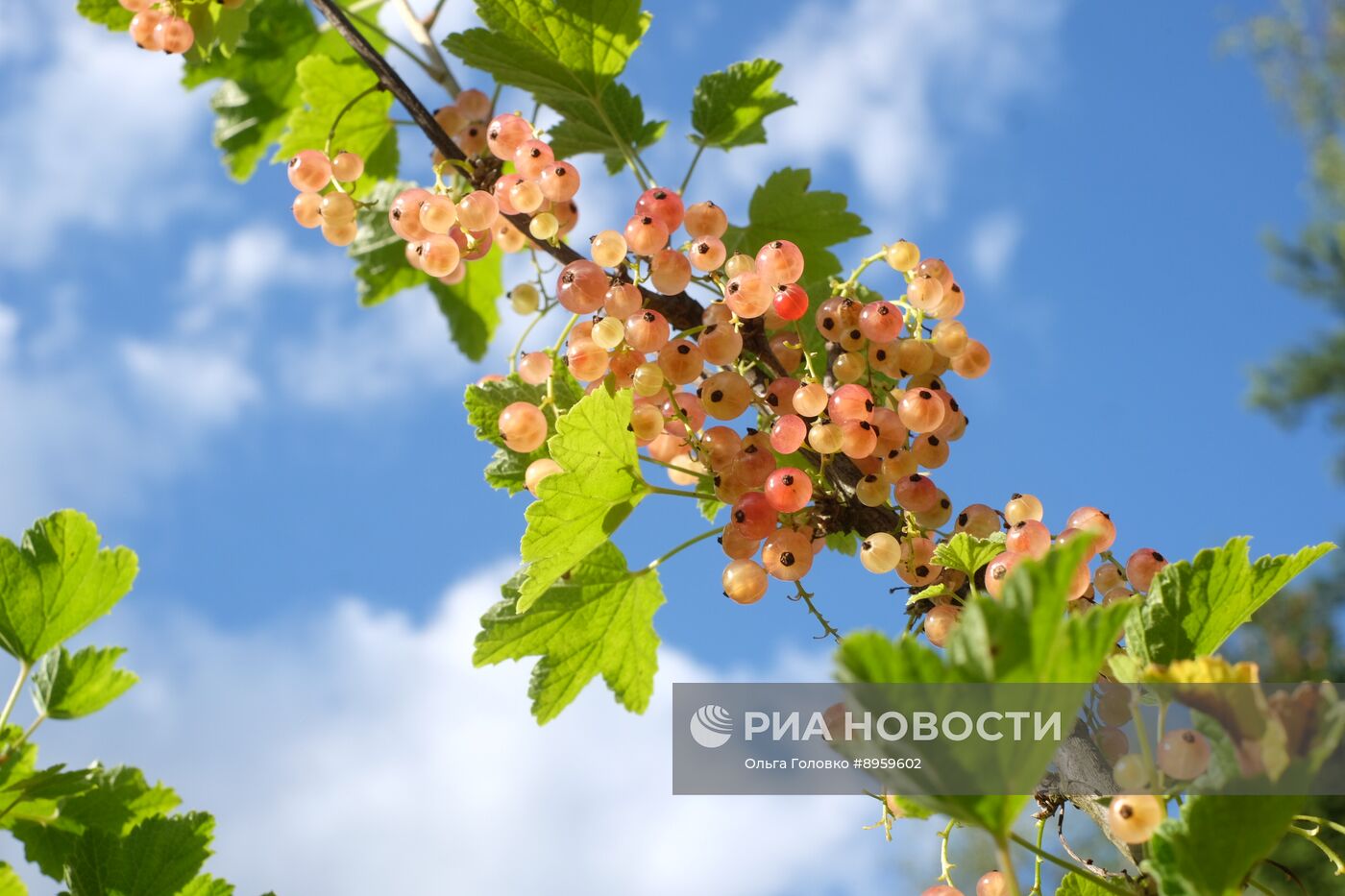 Дачные растения