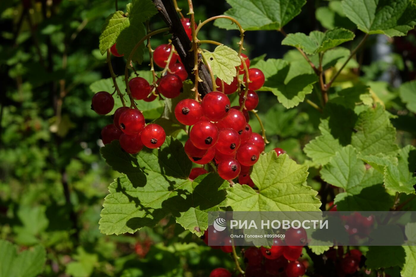 Дачные растения
