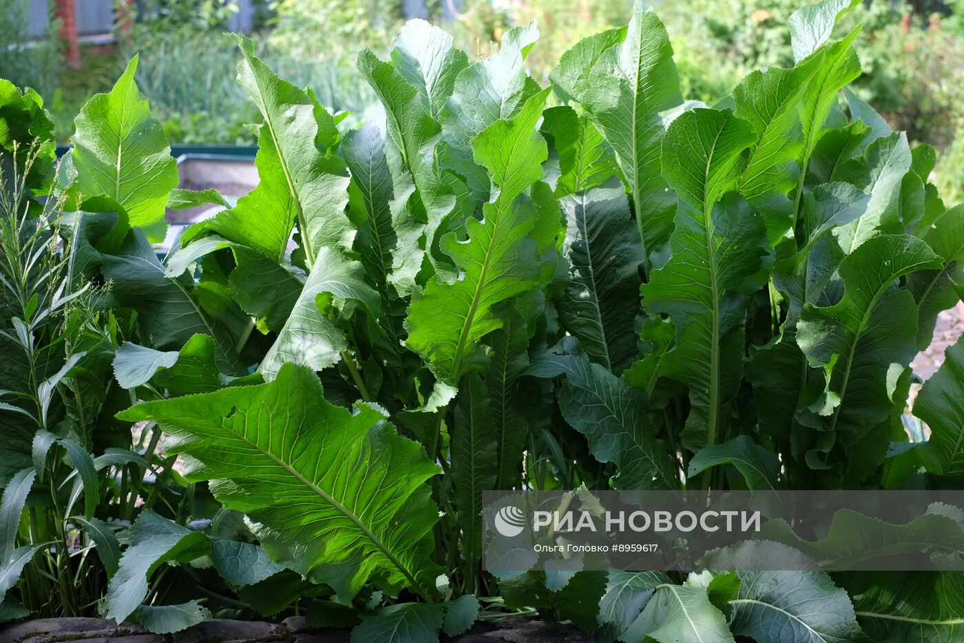 Дачные растения