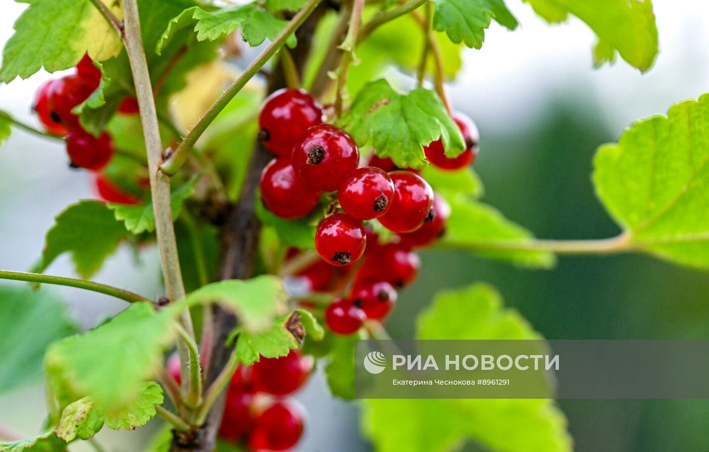 Выращивание ягод в Подмосковье