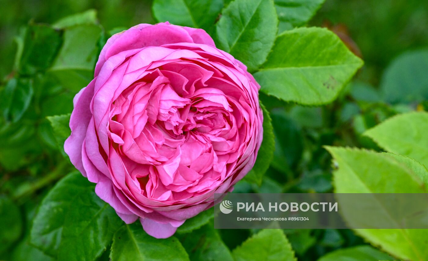 Выращивание цветов в Подмосковье