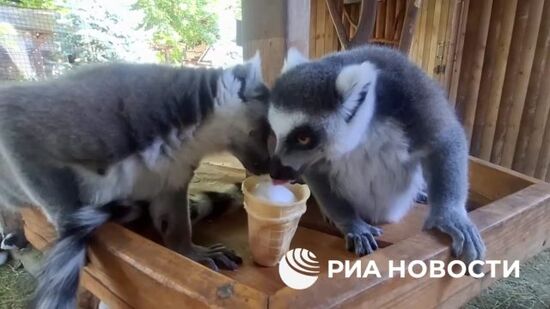Лемуры и еноты в зоопарке Крыма