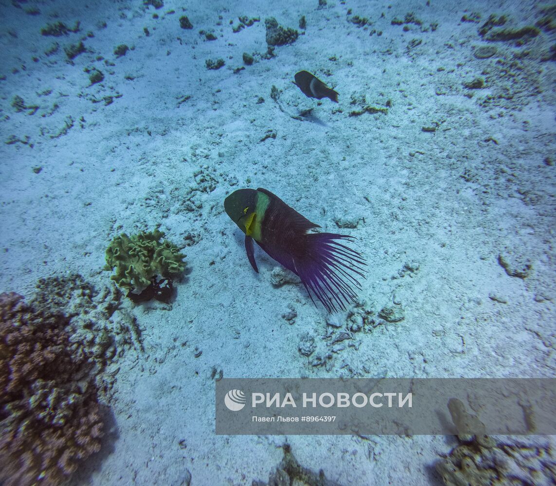 Туризм в Египте