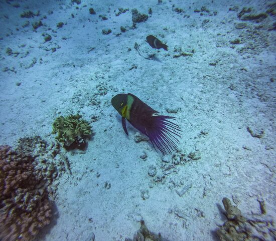 Туризм в Египте