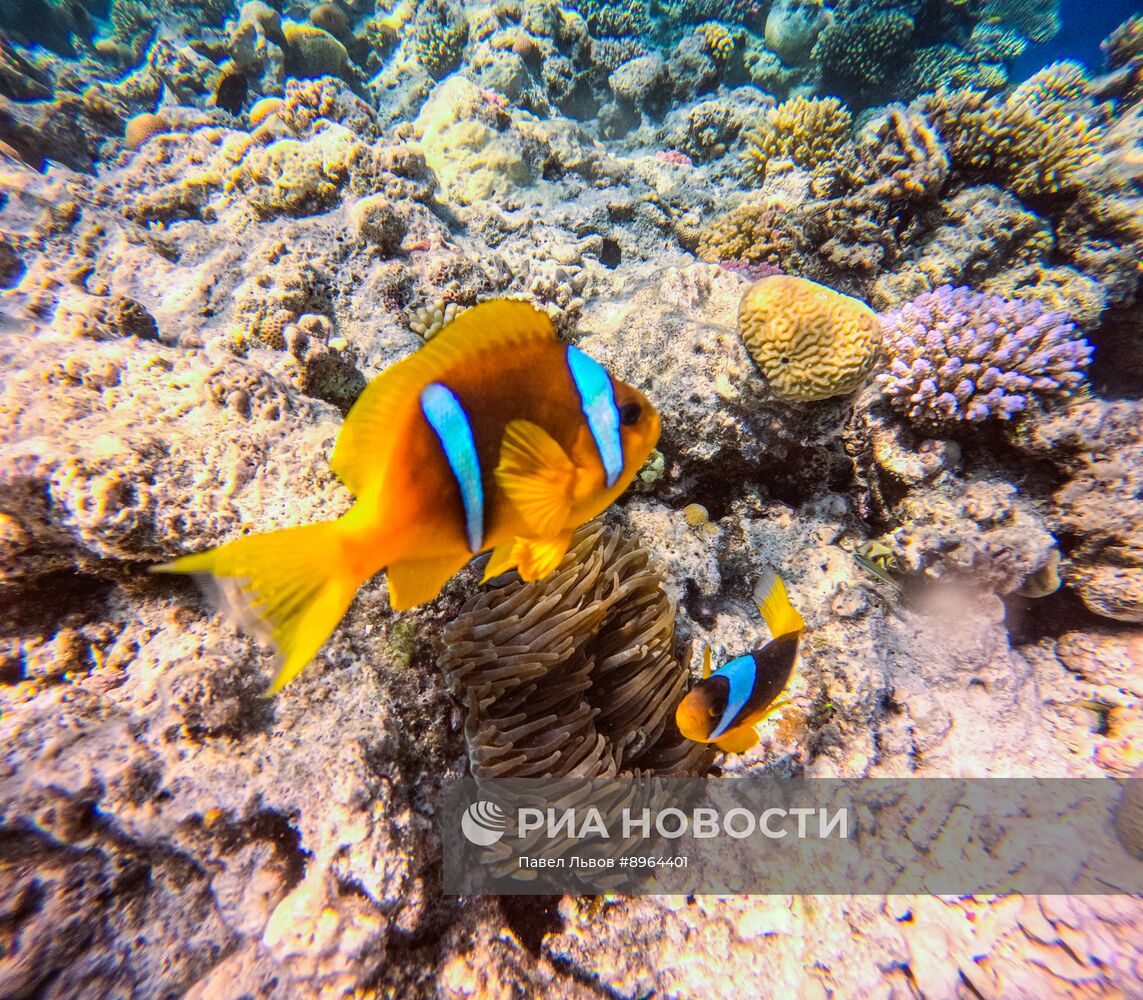 Туризм в Египте