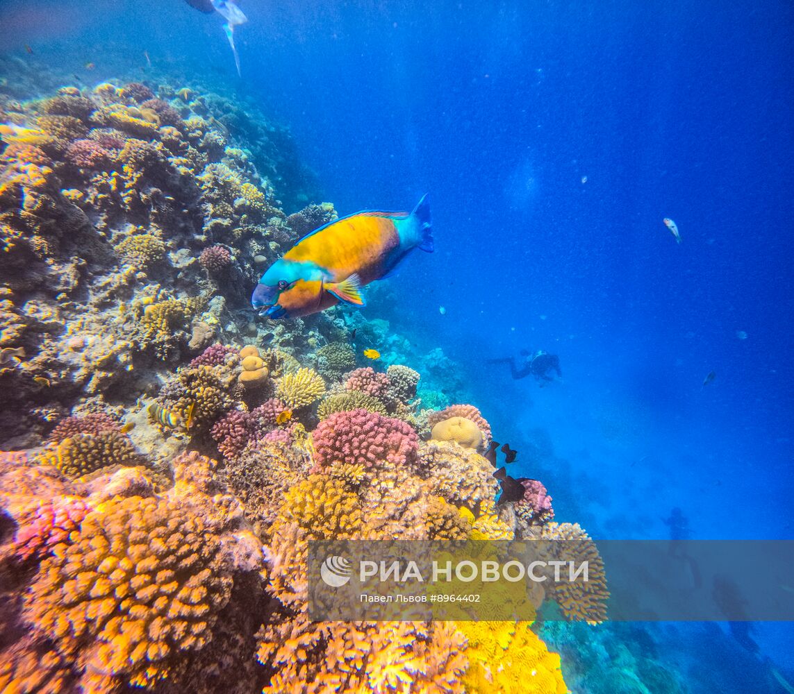 Туризм в Египте