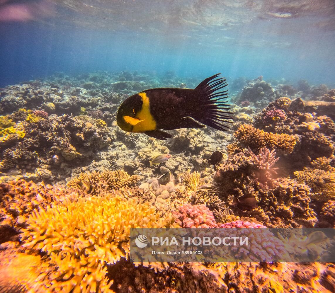 Туризм в Египте