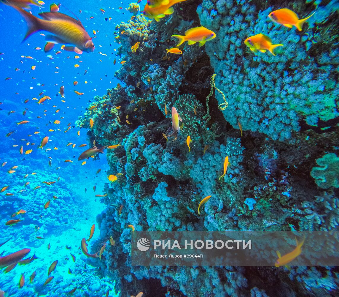 Туризм в Египте