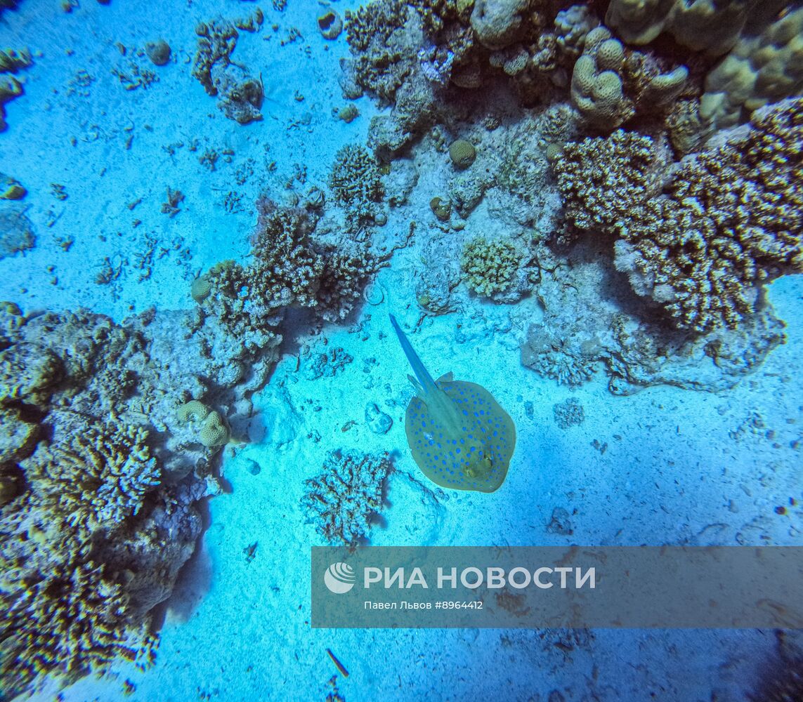 Туризм в Египте