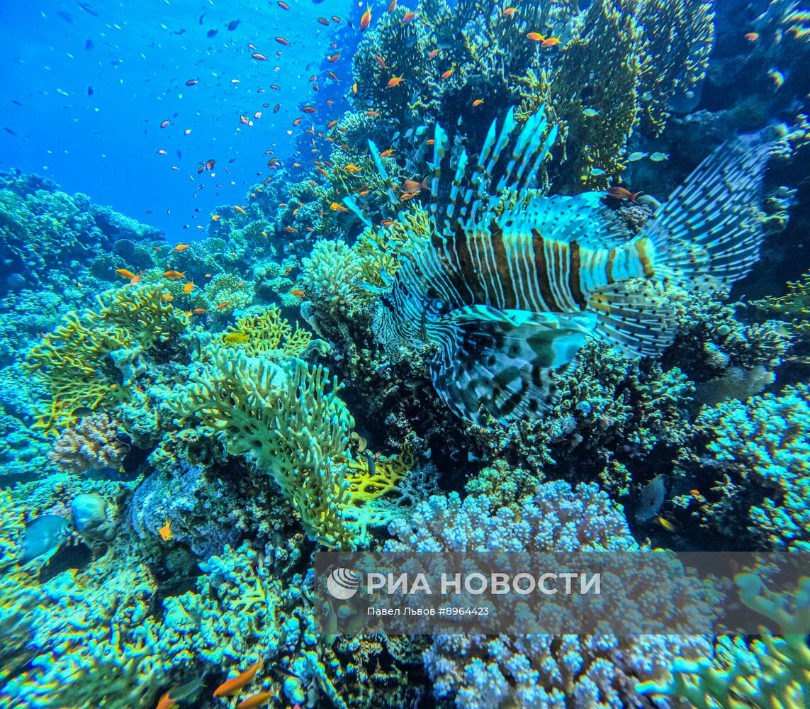 Туризм в Египте