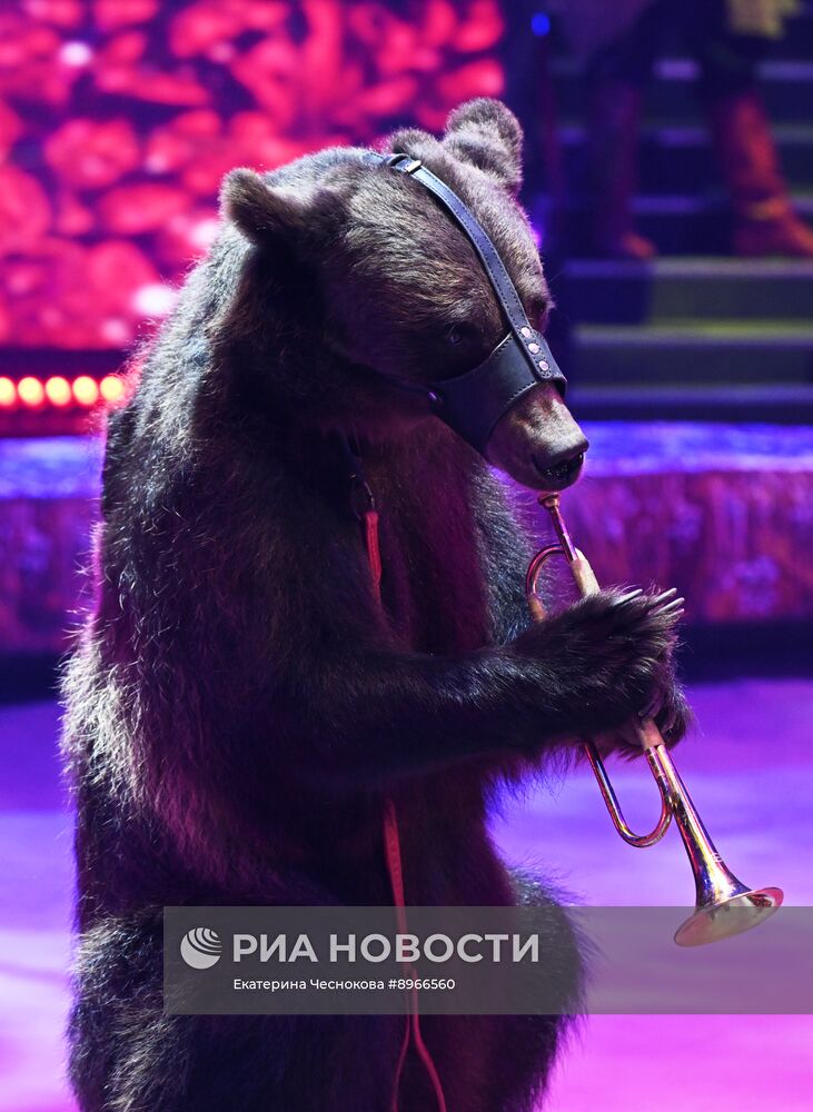 Международный фестиваль циркового искусства "Идол-2025"