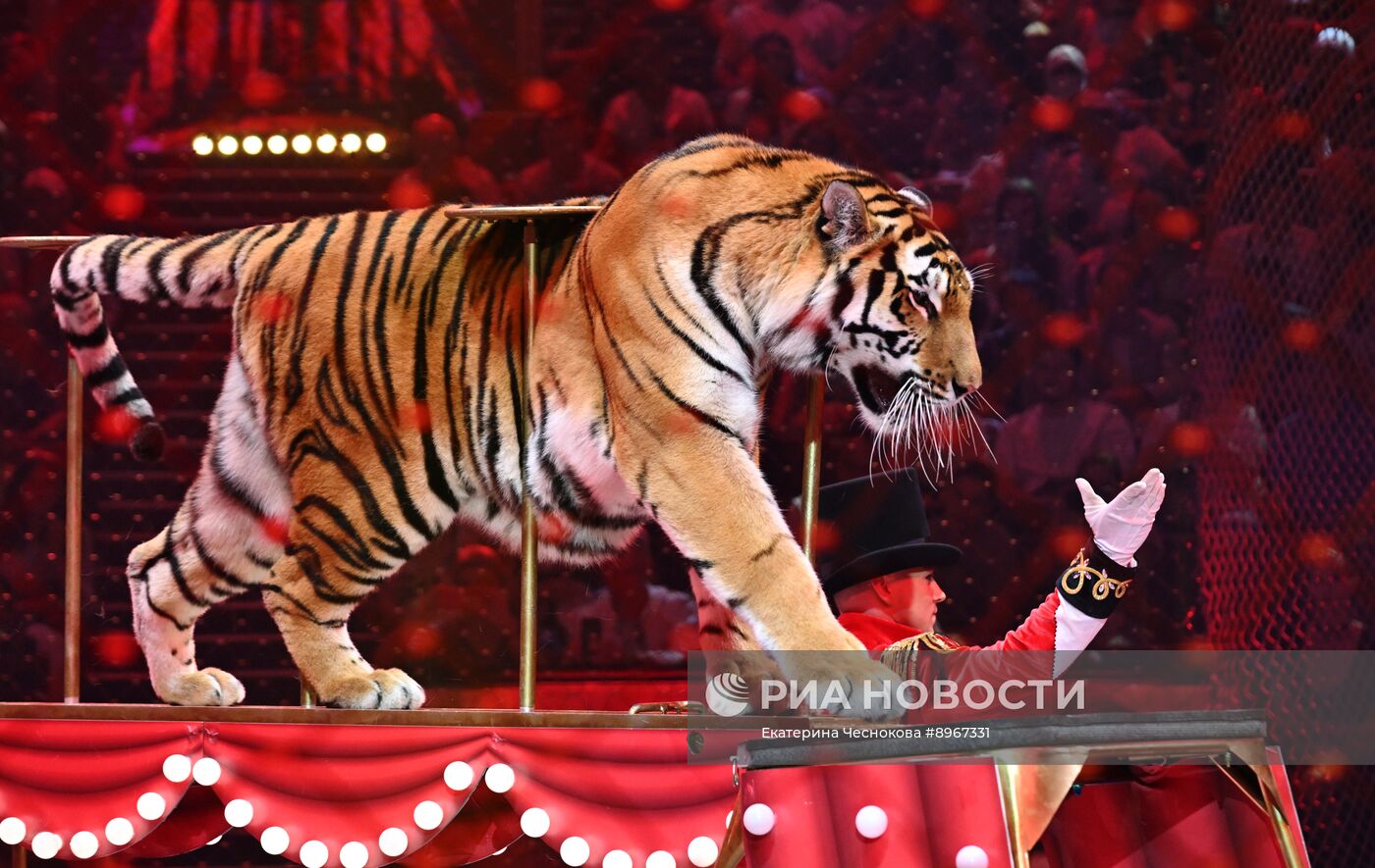 Международный фестиваль циркового искусства "Идол-2025"