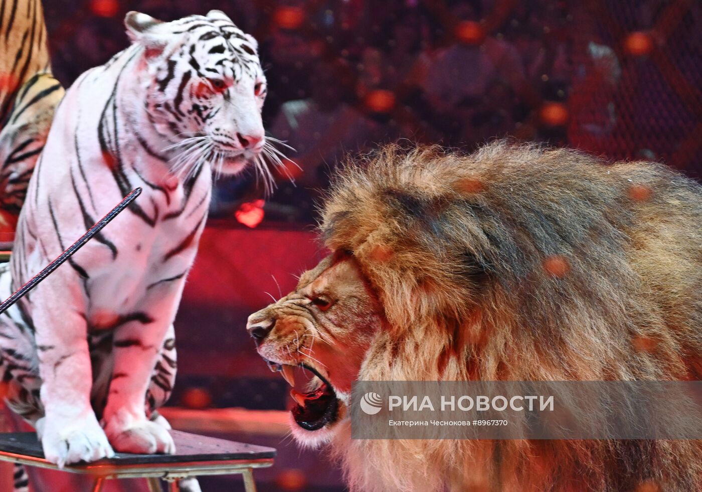Международный фестиваль циркового искусства "Идол-2025"