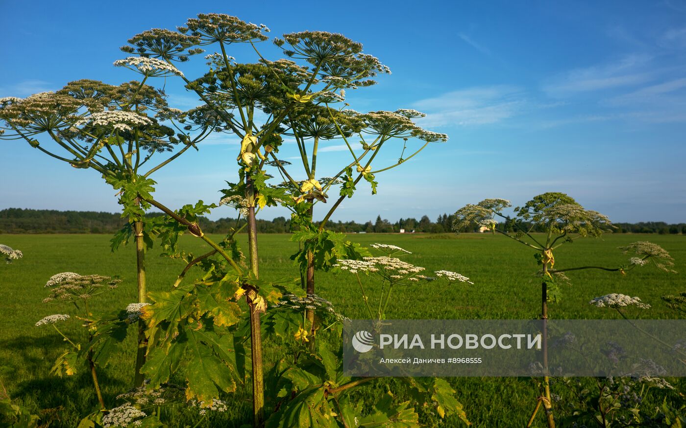 Борщевик в Ленинградской области 