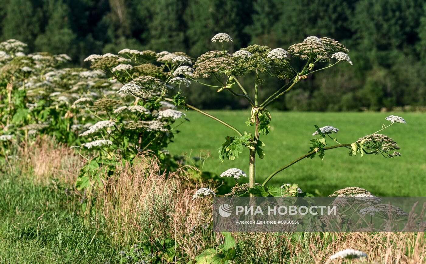 Борщевик в Ленинградской области 