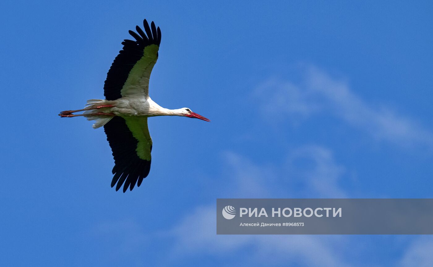 Аисты в Ленинградской области