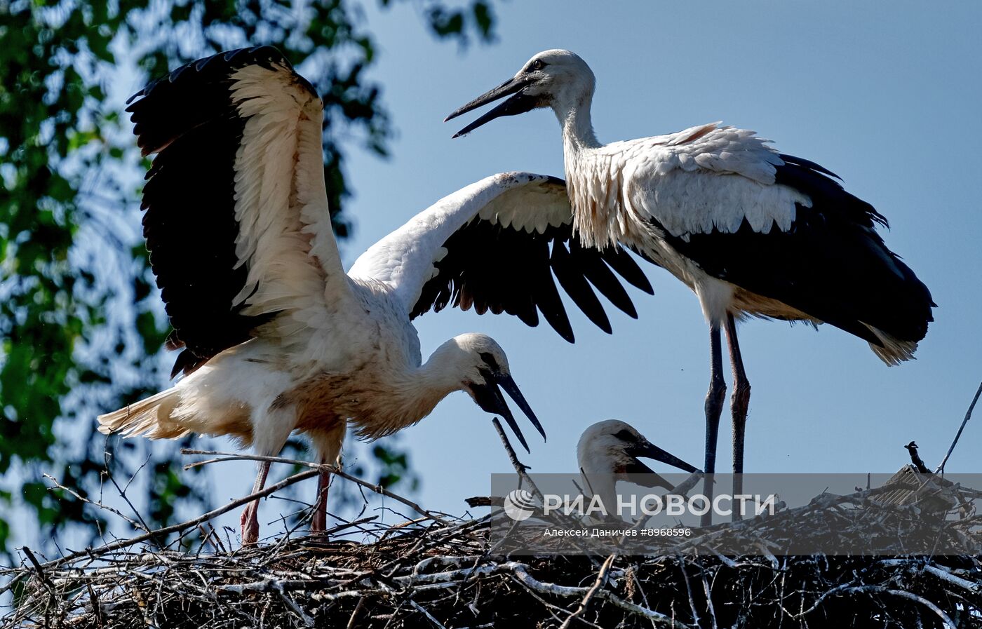Аисты в Ленинградской области