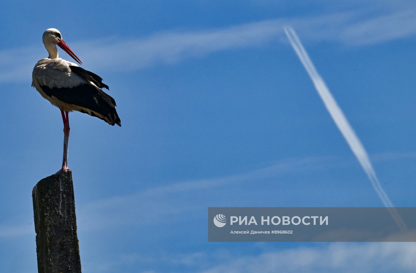 Аисты в Ленинградской области