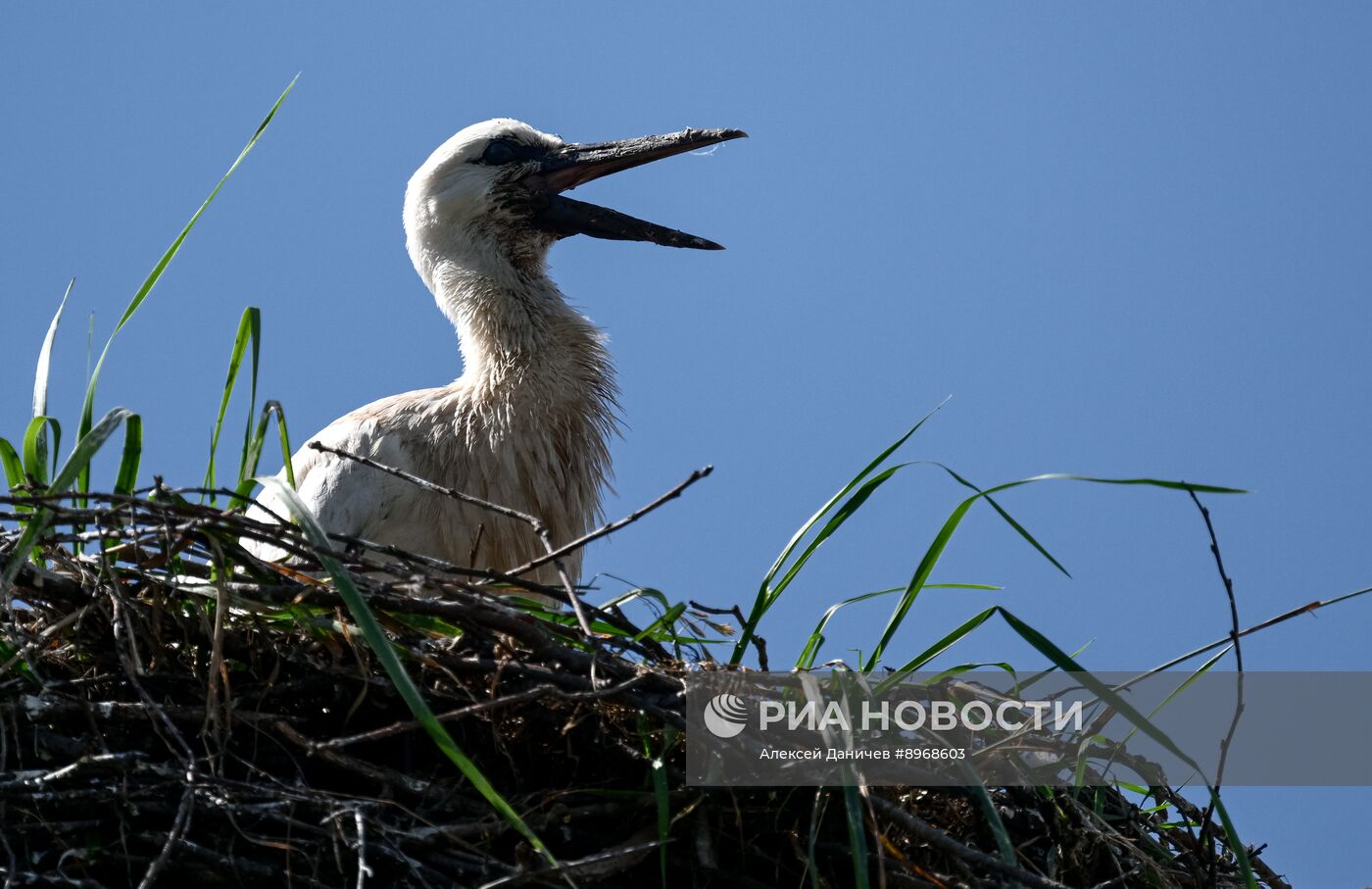 Аисты в Ленинградской области