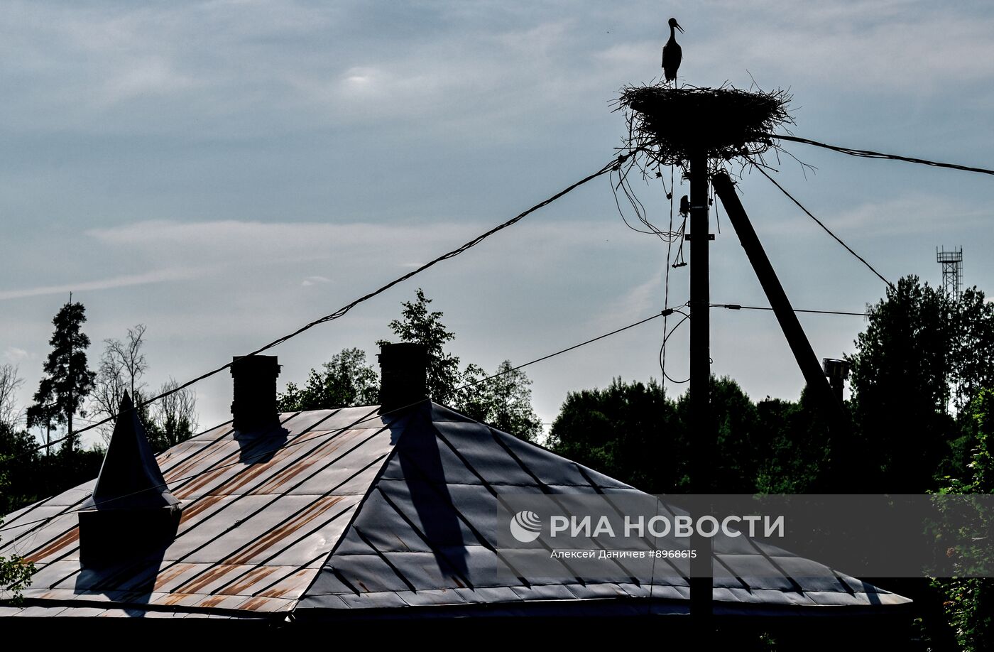 Аисты в Ленинградской области
