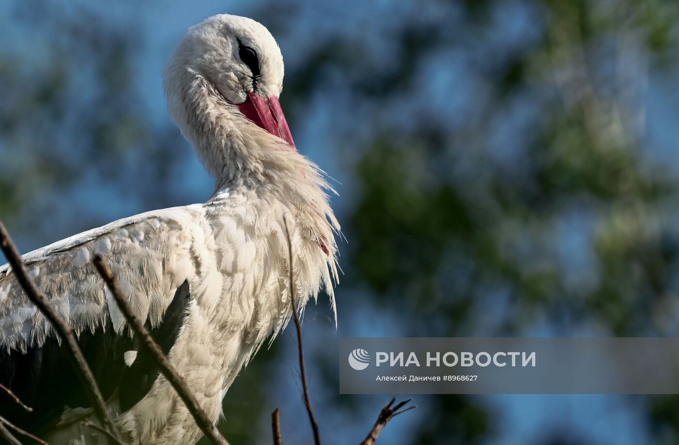 Аисты в Ленинградской области