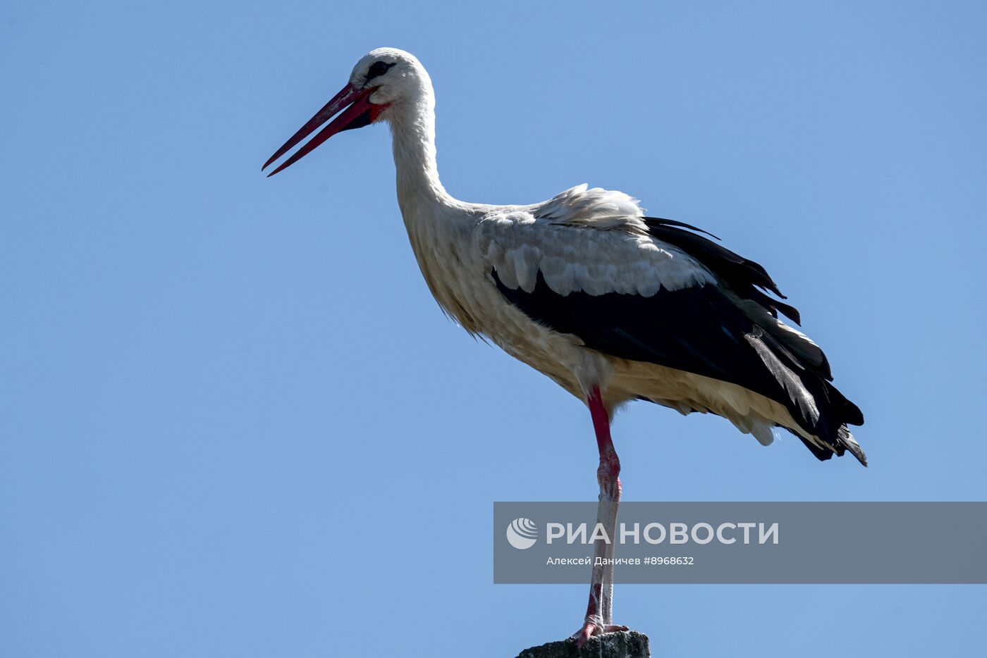 Аисты в Ленинградской области
