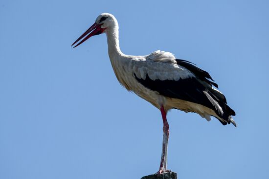 Аисты в Ленинградской области