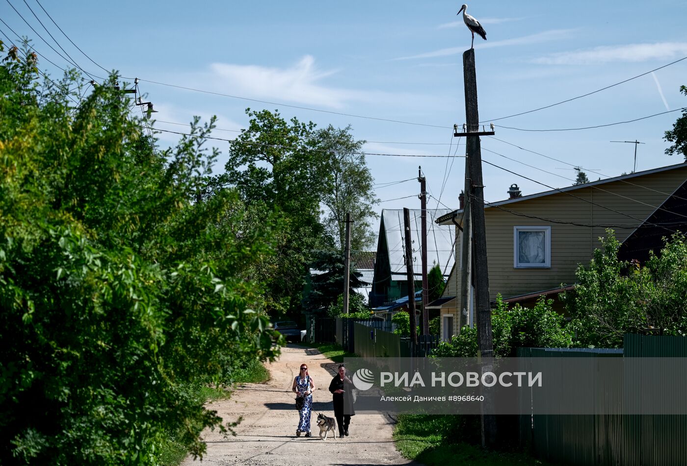 Аисты в Ленинградской области