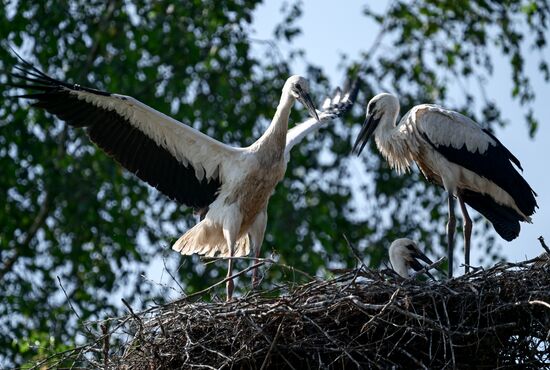 Аисты в Ленинградской области