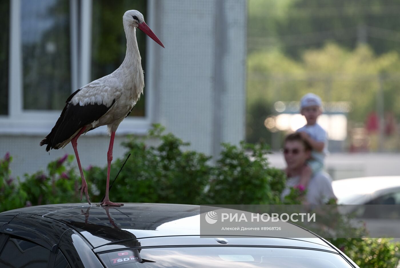Аисты в Ленинградской области