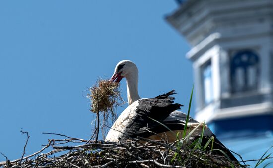 Аисты в Ленинградской области