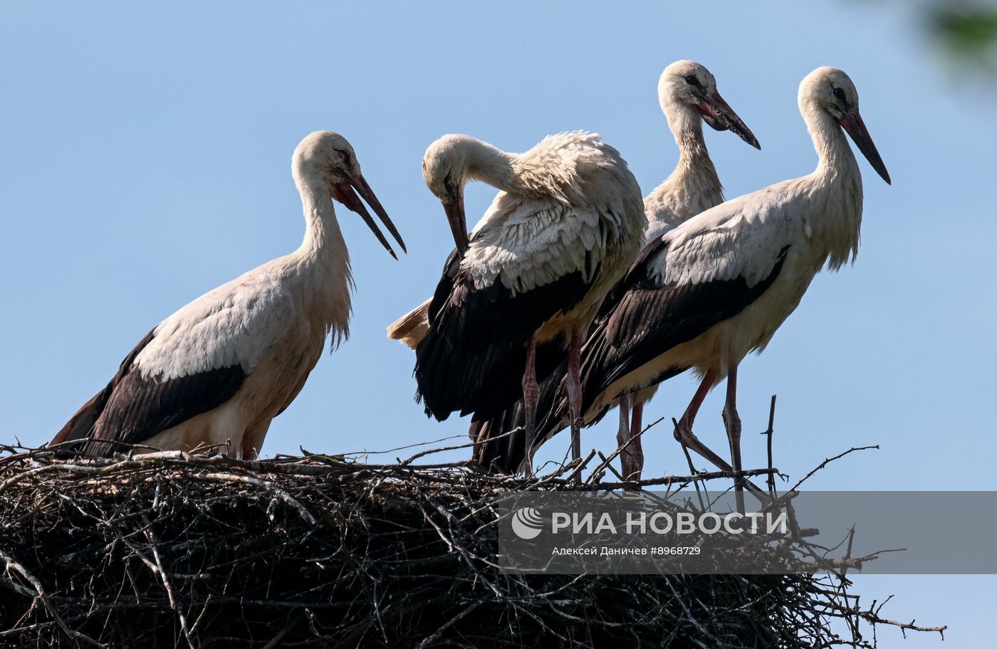 Аисты в Ленинградской области