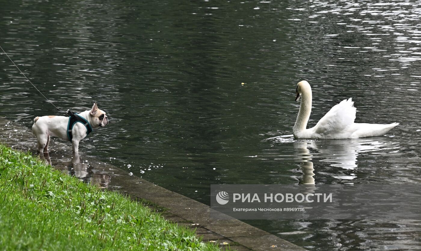 Отдых горожан у Патриарших прудов