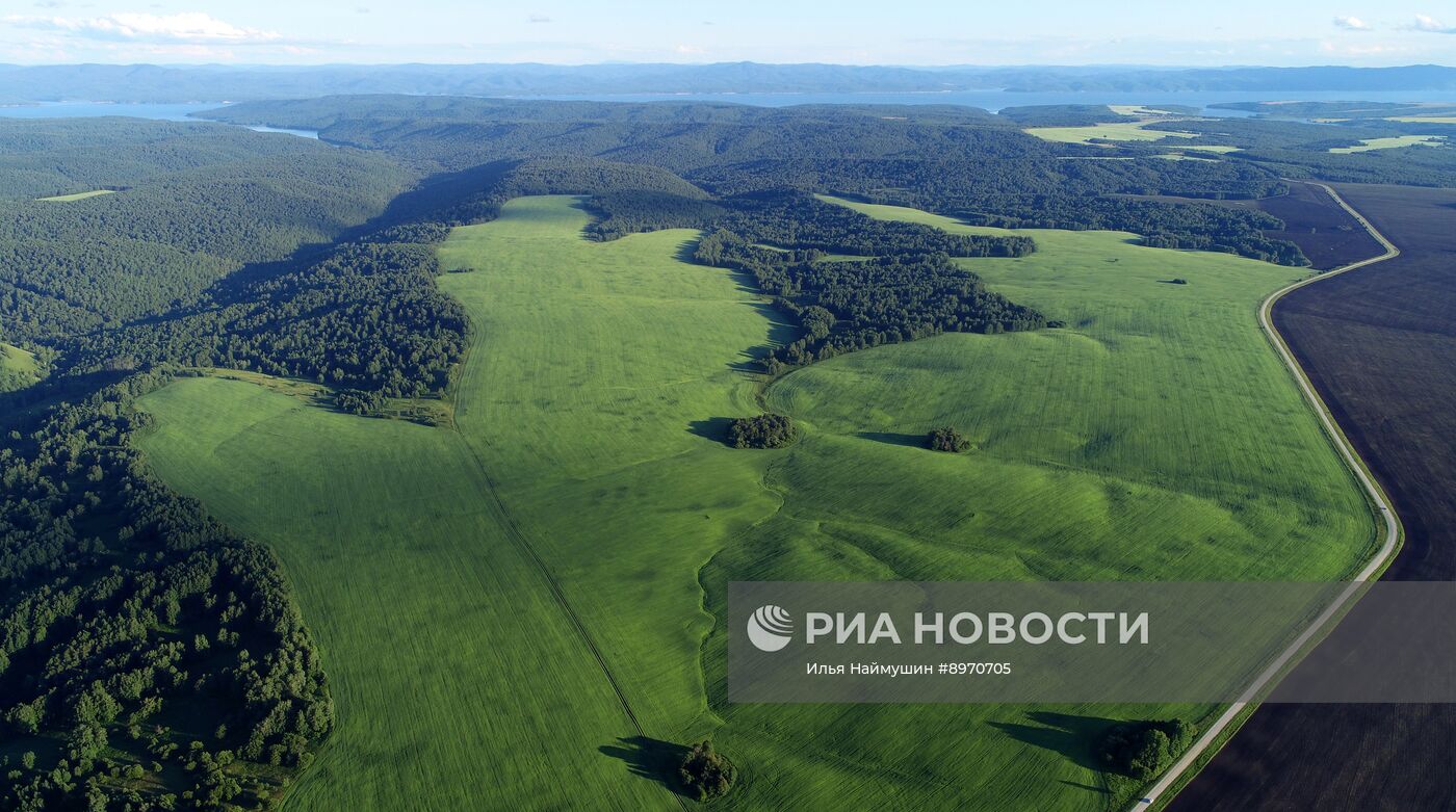 Посевы зерновых культур в Красноярском крае