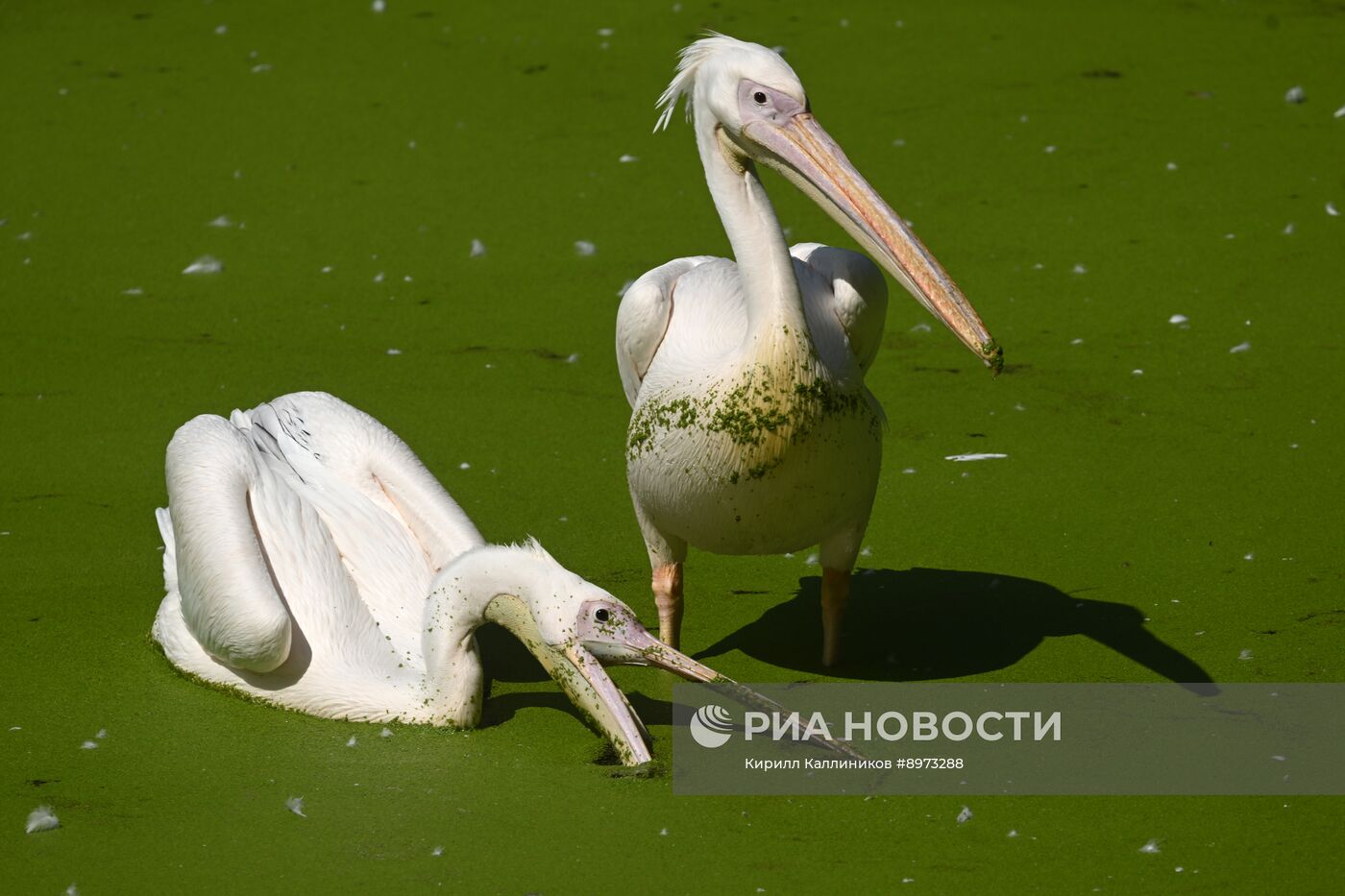 Московский зоопарк