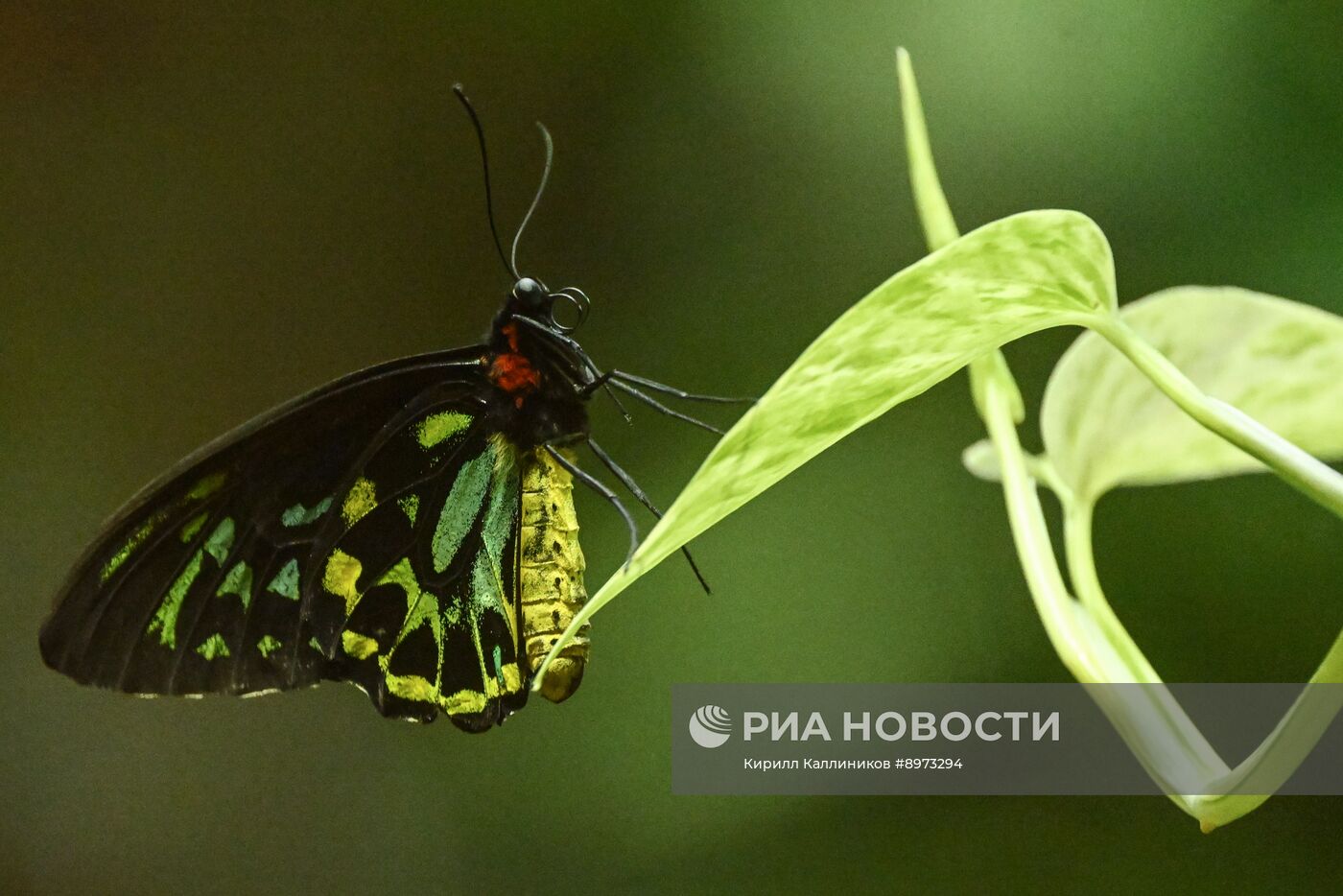 Московский зоопарк
