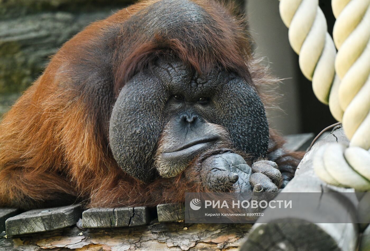 Московский зоопарк