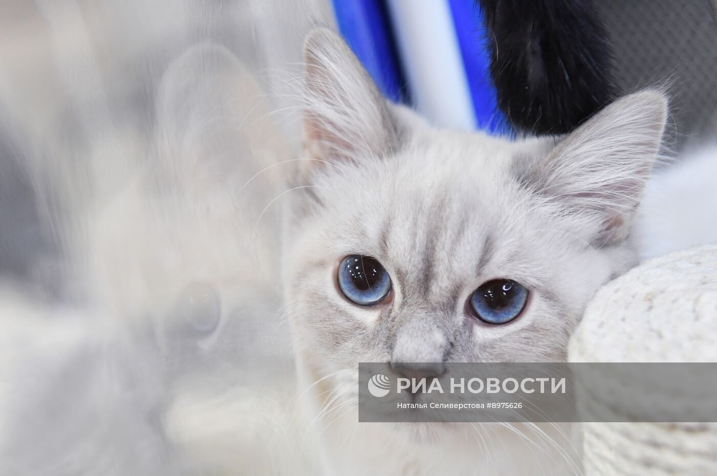 Выставка "КоШарики Шоу" в Москве