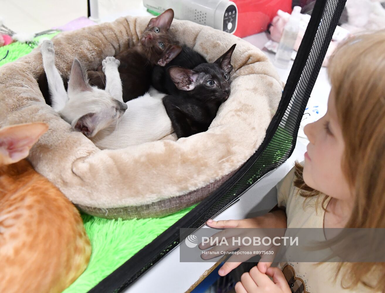 Выставка "КоШарики Шоу" в Москве