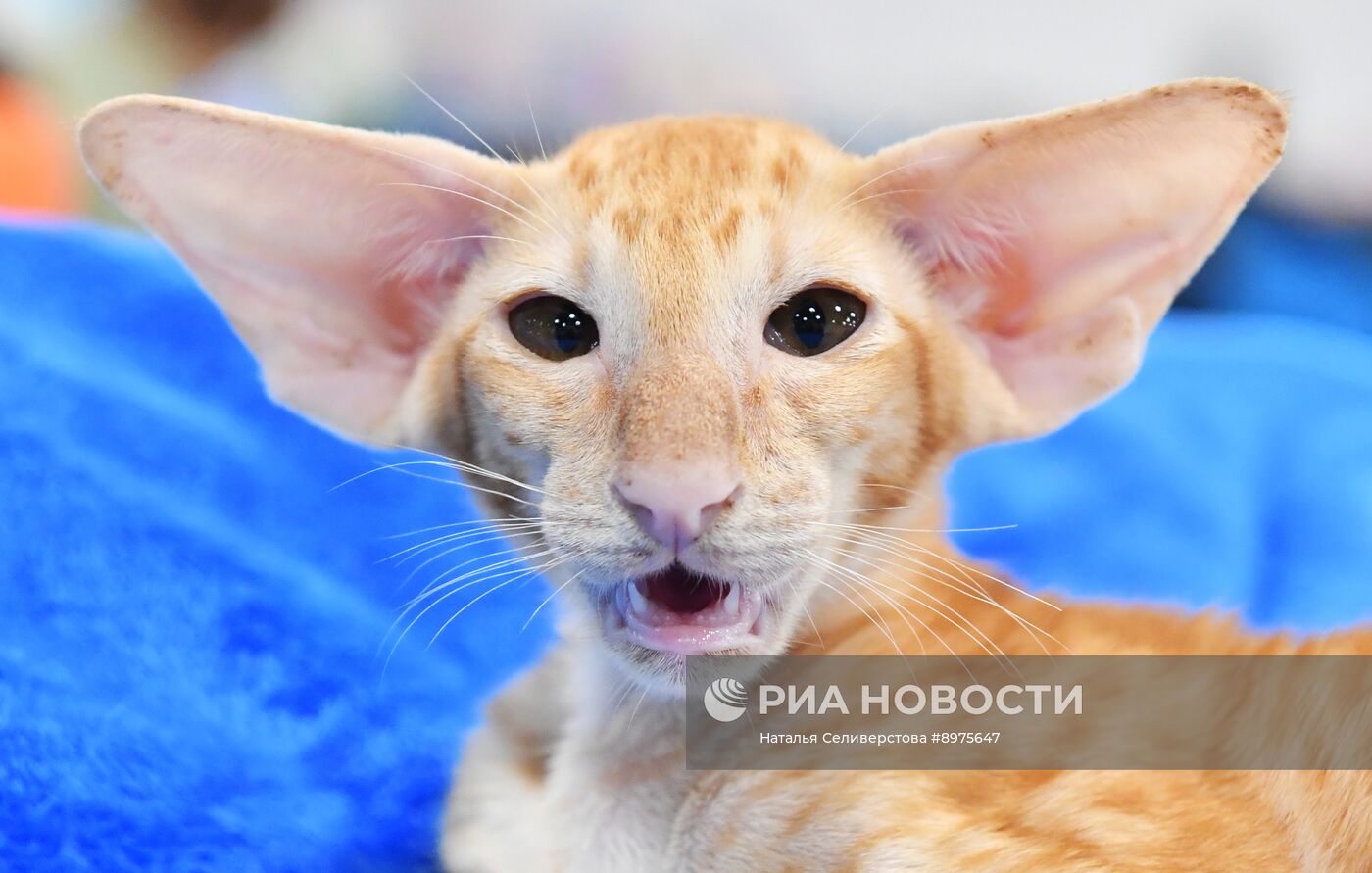 Выставка "КоШарики Шоу" в Москве