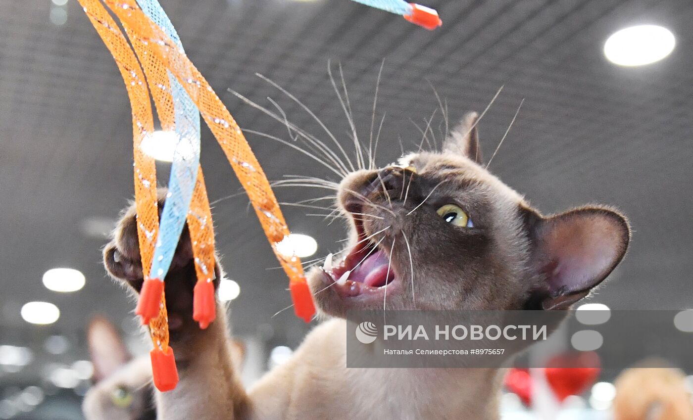 Выставка "КоШарики Шоу" в Москве