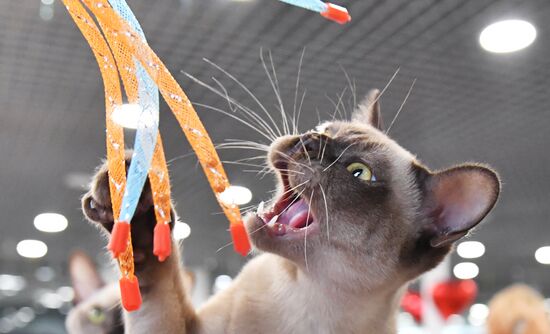 Выставка "КоШарики Шоу" в Москве