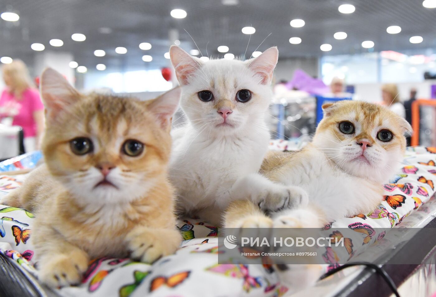 Выставка "КоШарики Шоу" в Москве
