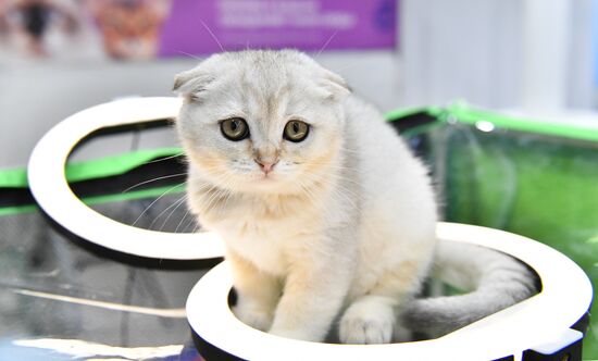 Выставка "КоШарики Шоу" в Москве