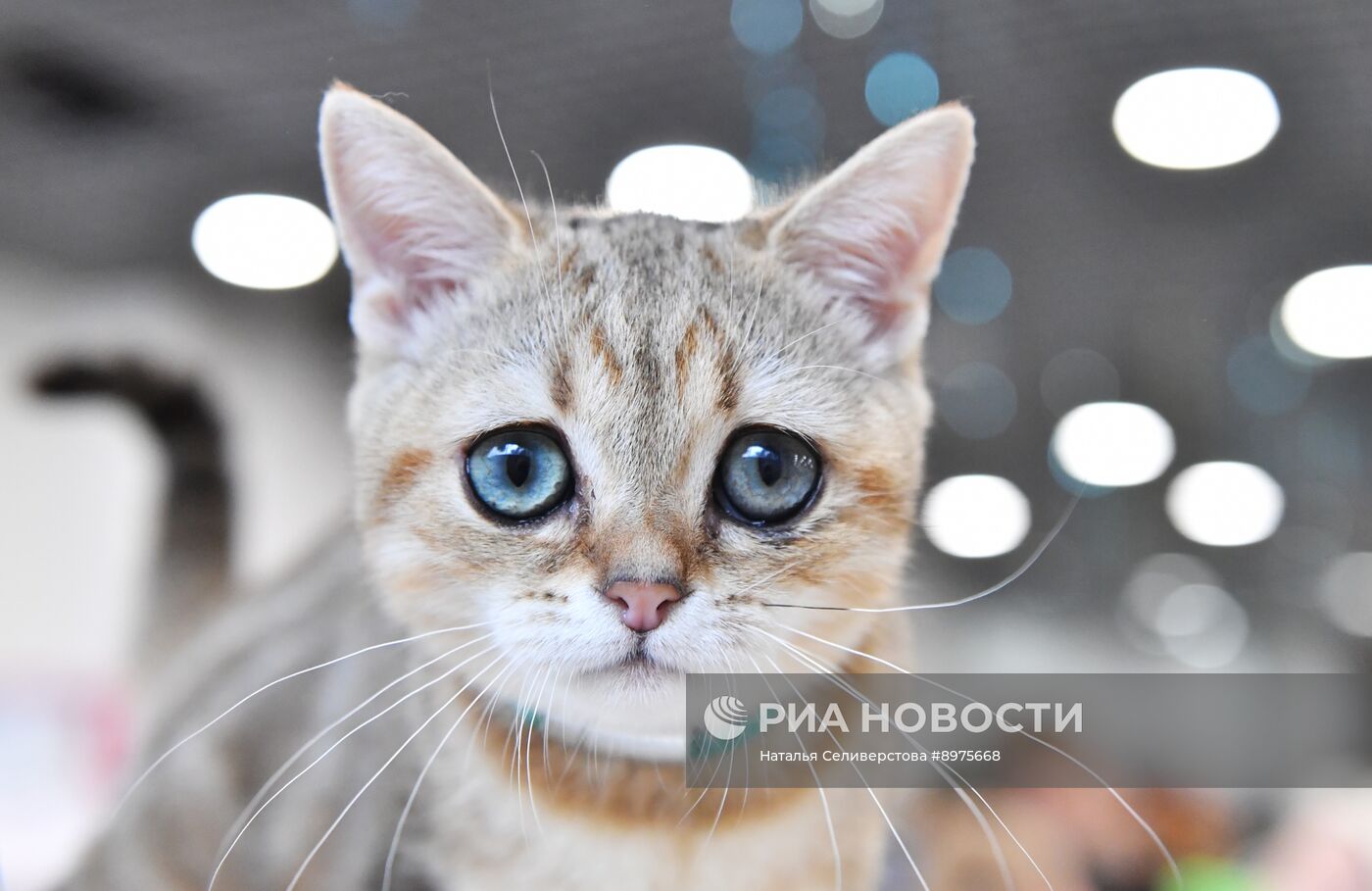 Выставка "КоШарики Шоу" в Москве