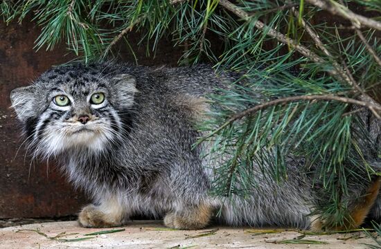 Парк флоры и фауны "Роев ручей" в Красноярске 